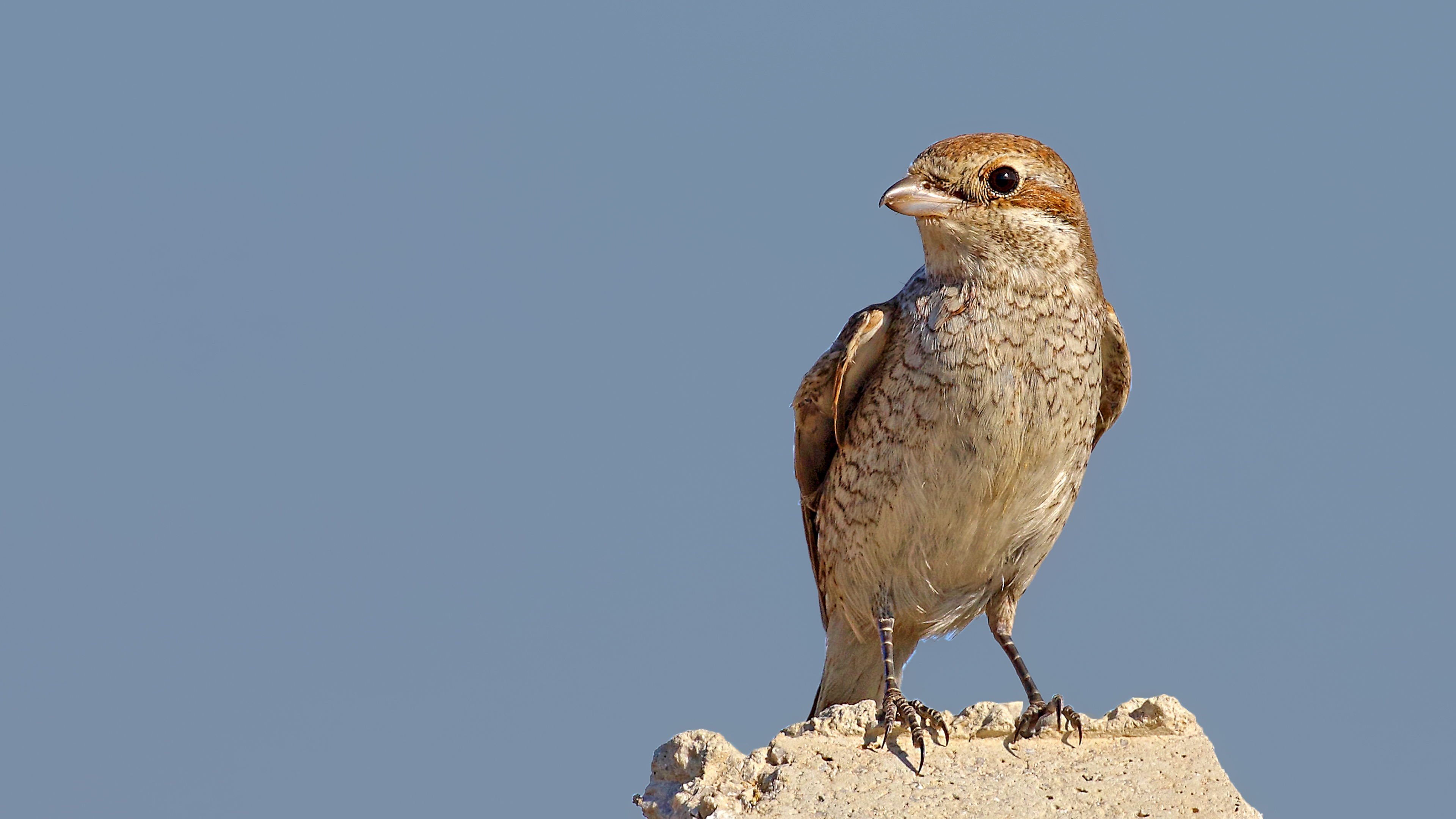 Red-backed Shrike